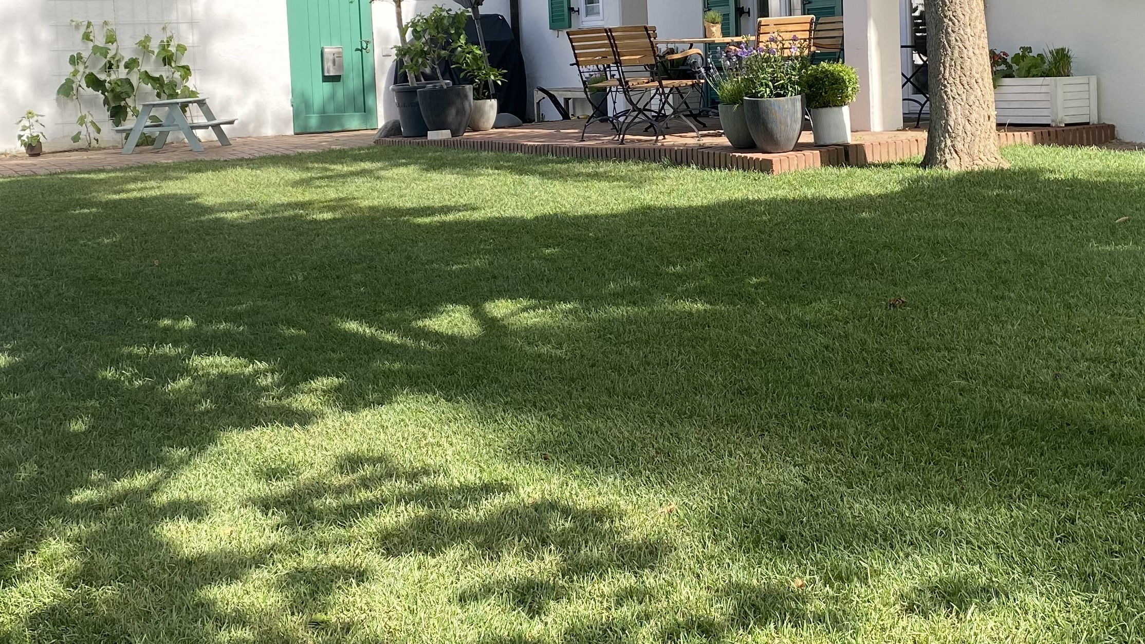 Schattenrasen Premium